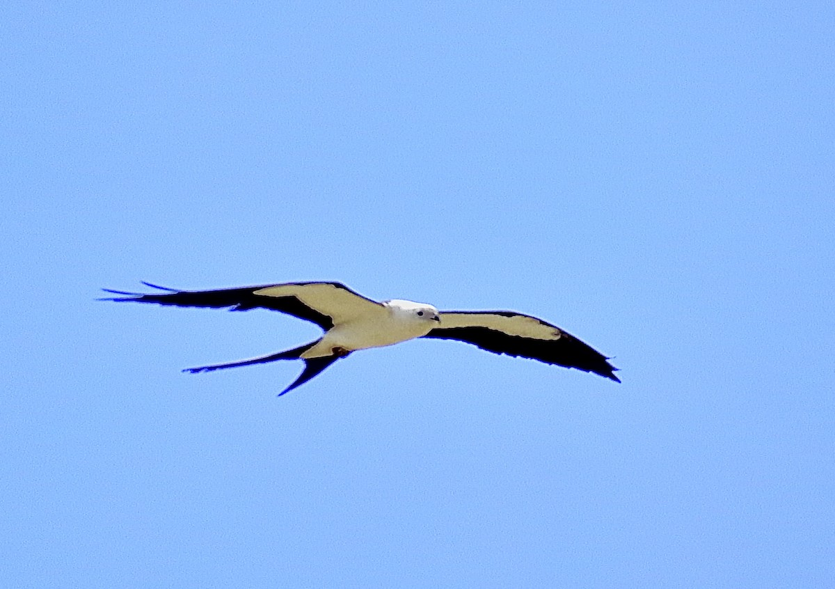 Swallow-tailed Kite - ML618350917