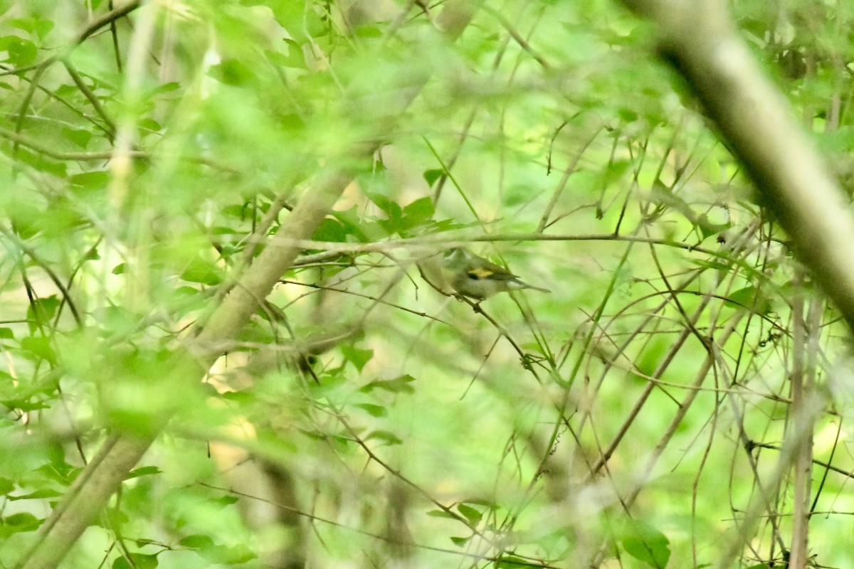 Golden-winged Warbler - Robert Opperman