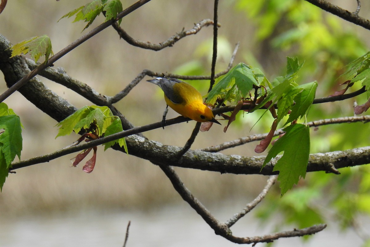 Prothonotary Warbler - ML618350947