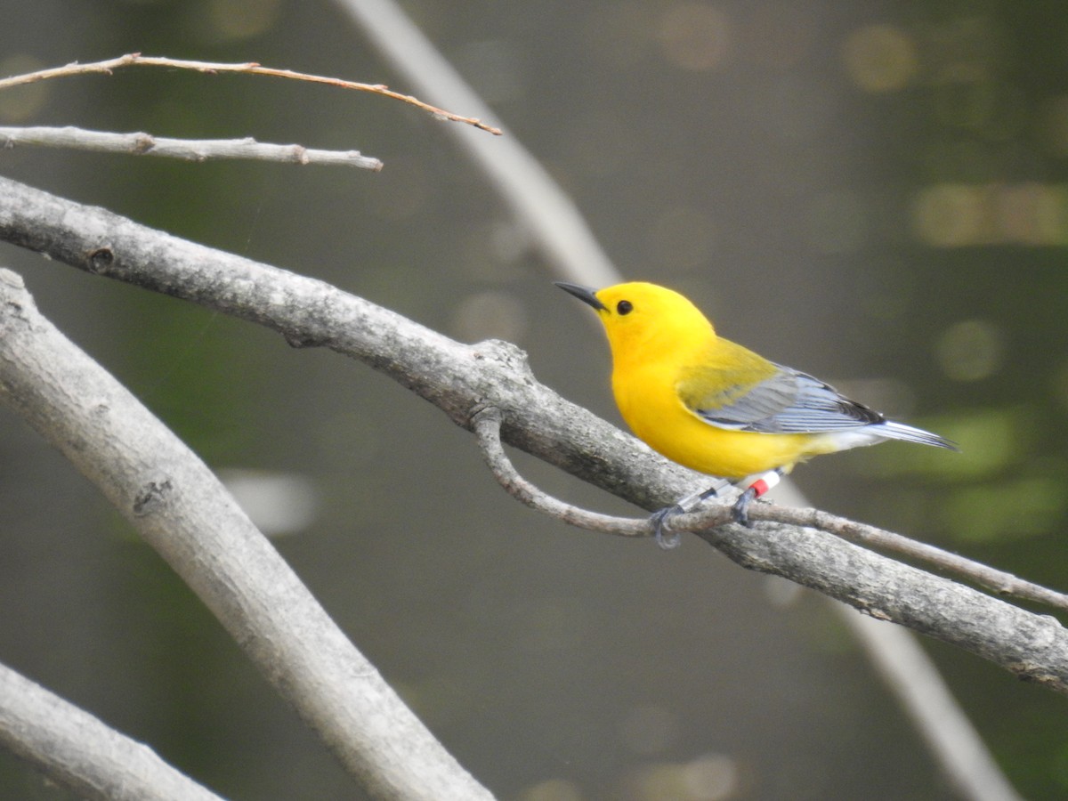 Prothonotary Warbler - ML618350948