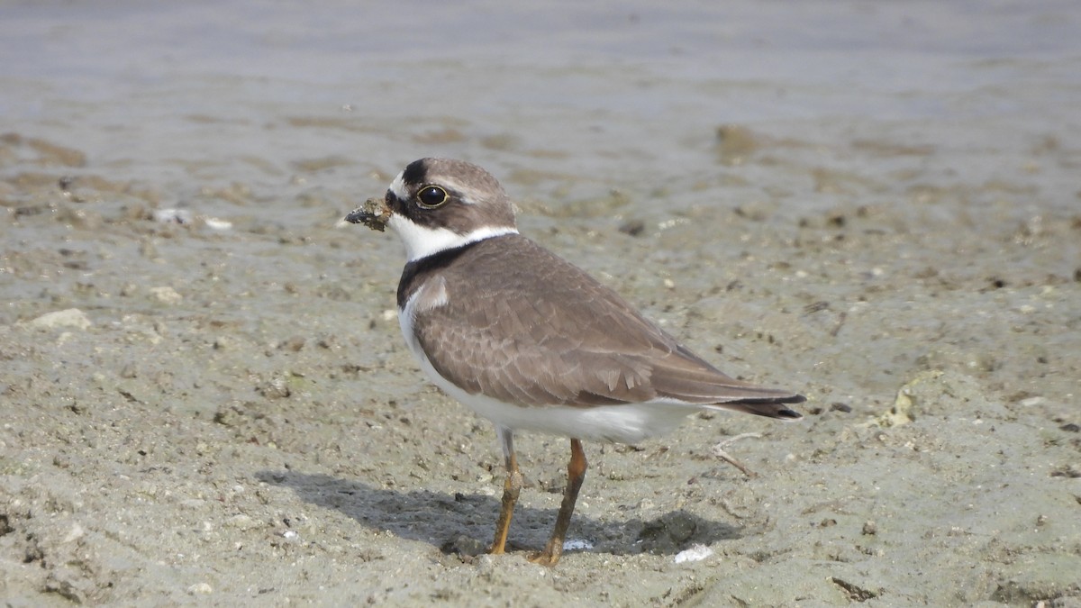 Semipalmated Plover - ML618350958