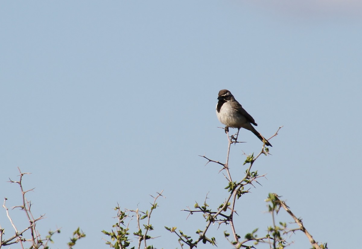 Black-throated Sparrow - ML618350959