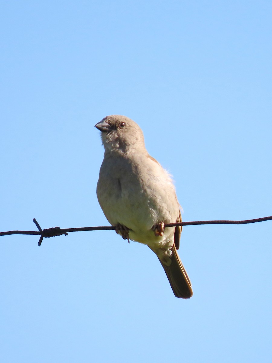 Southern Gray-headed Sparrow - Joyce Brady