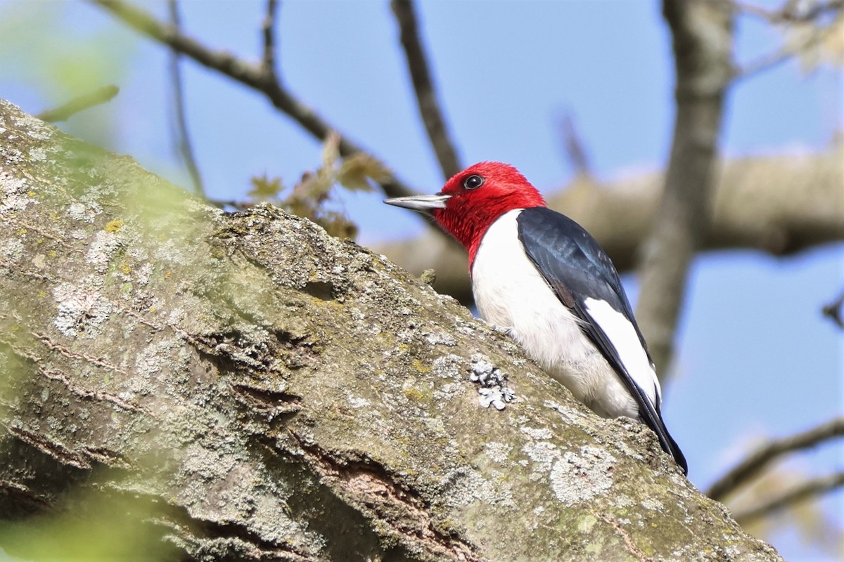 Red-headed Woodpecker - Andy Dettling