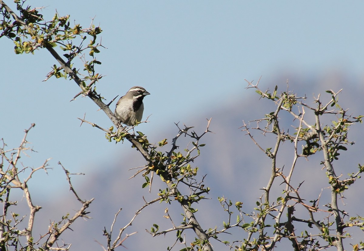 Black-throated Sparrow - ML618350968