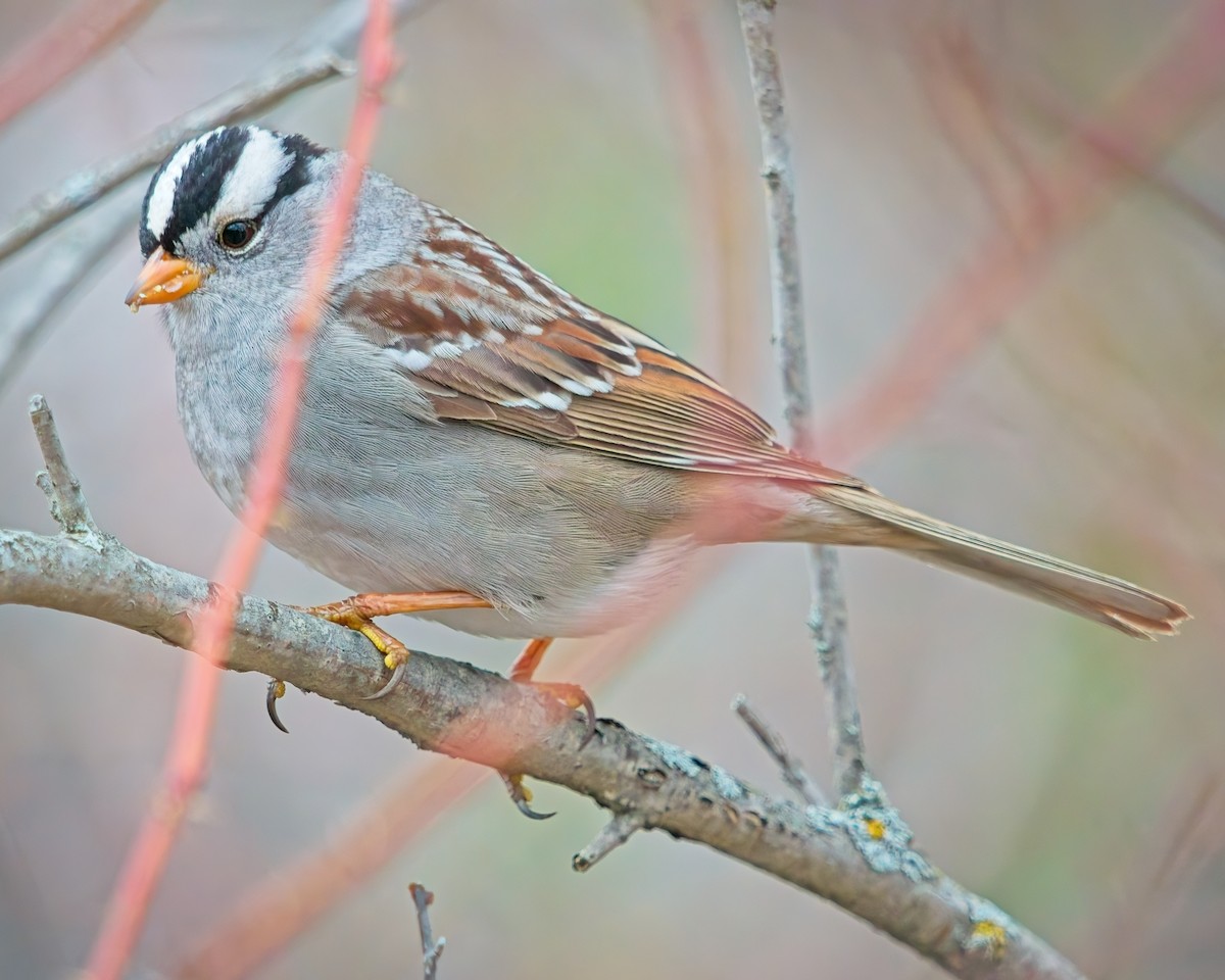 White-crowned Sparrow - ML618350979
