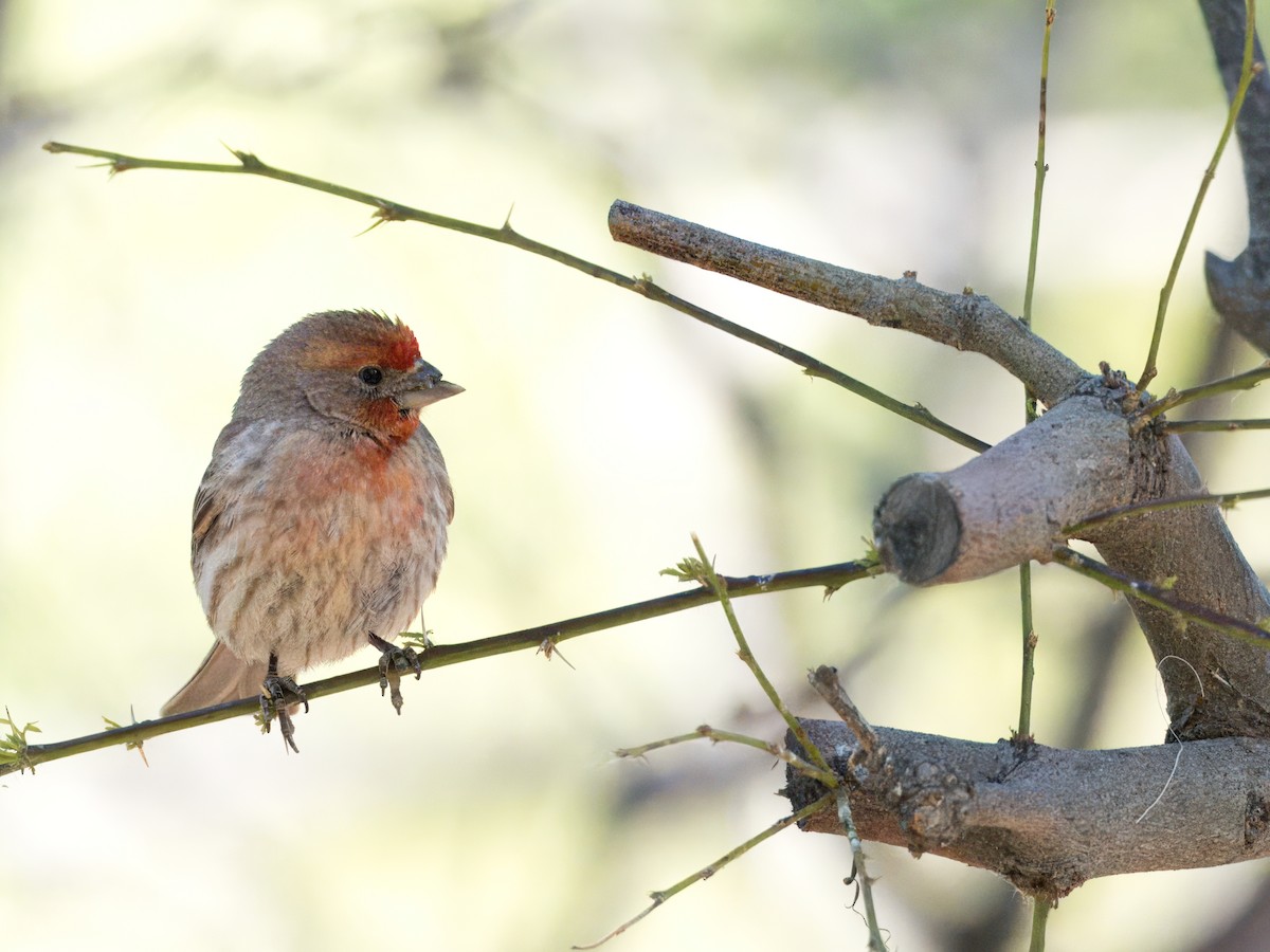 House Finch - Katie Ng