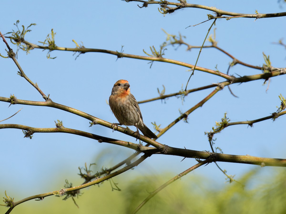 House Finch - Katie Ng