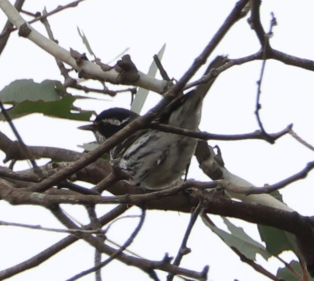 Black-throated Gray Warbler - ML618351011