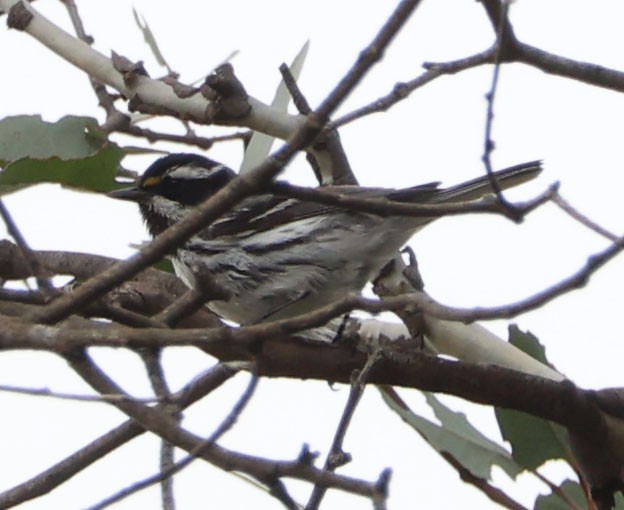 Black-throated Gray Warbler - ML618351012