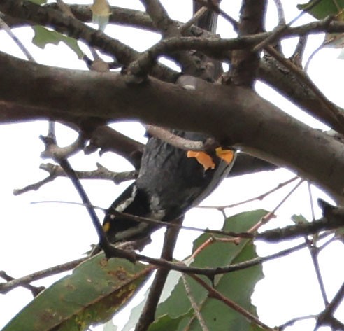 Black-throated Gray Warbler - ML618351013