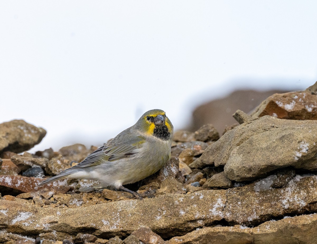 Yellow-bridled Finch - ML618351024