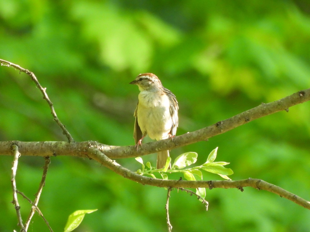 Chipping Sparrow - ML618351029