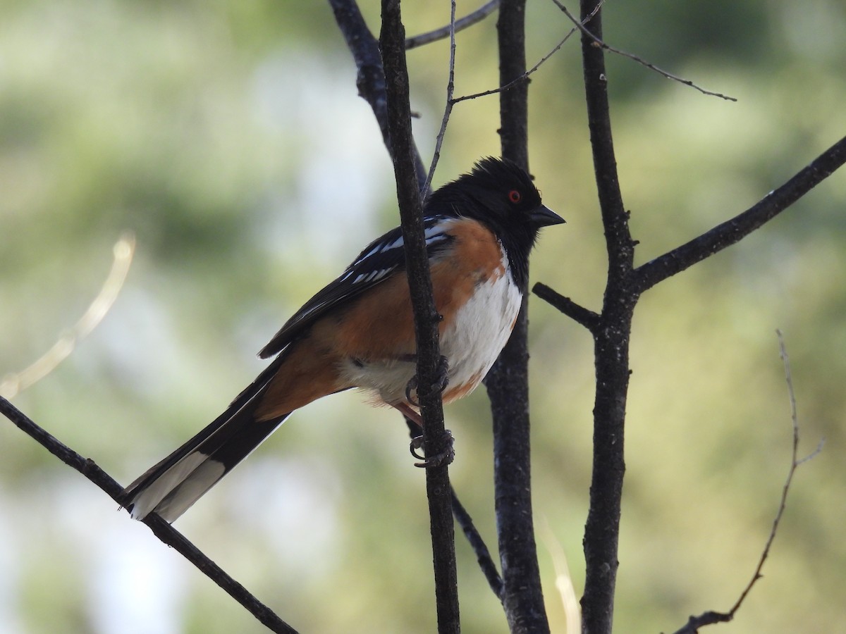 Spotted Towhee - ML618351030