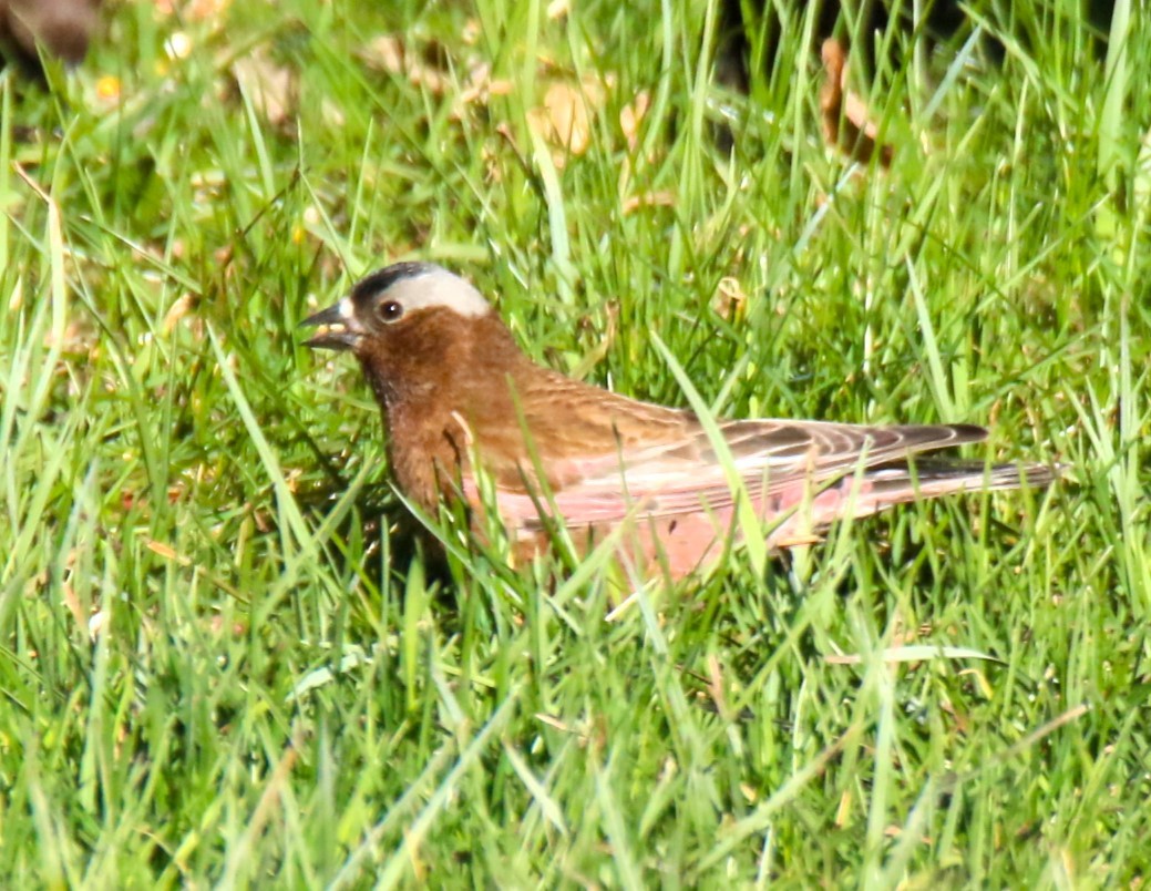 Gray-crowned Rosy-Finch - ML618351038