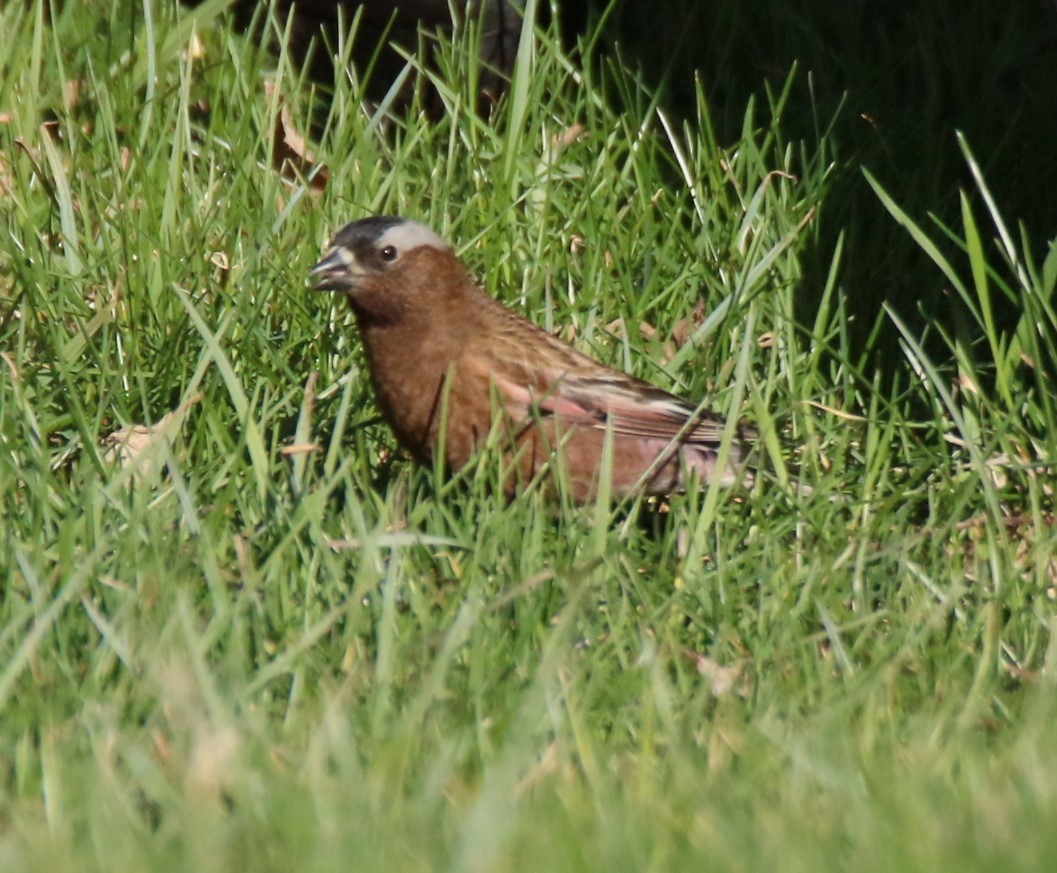 Gray-crowned Rosy-Finch - ML618351040