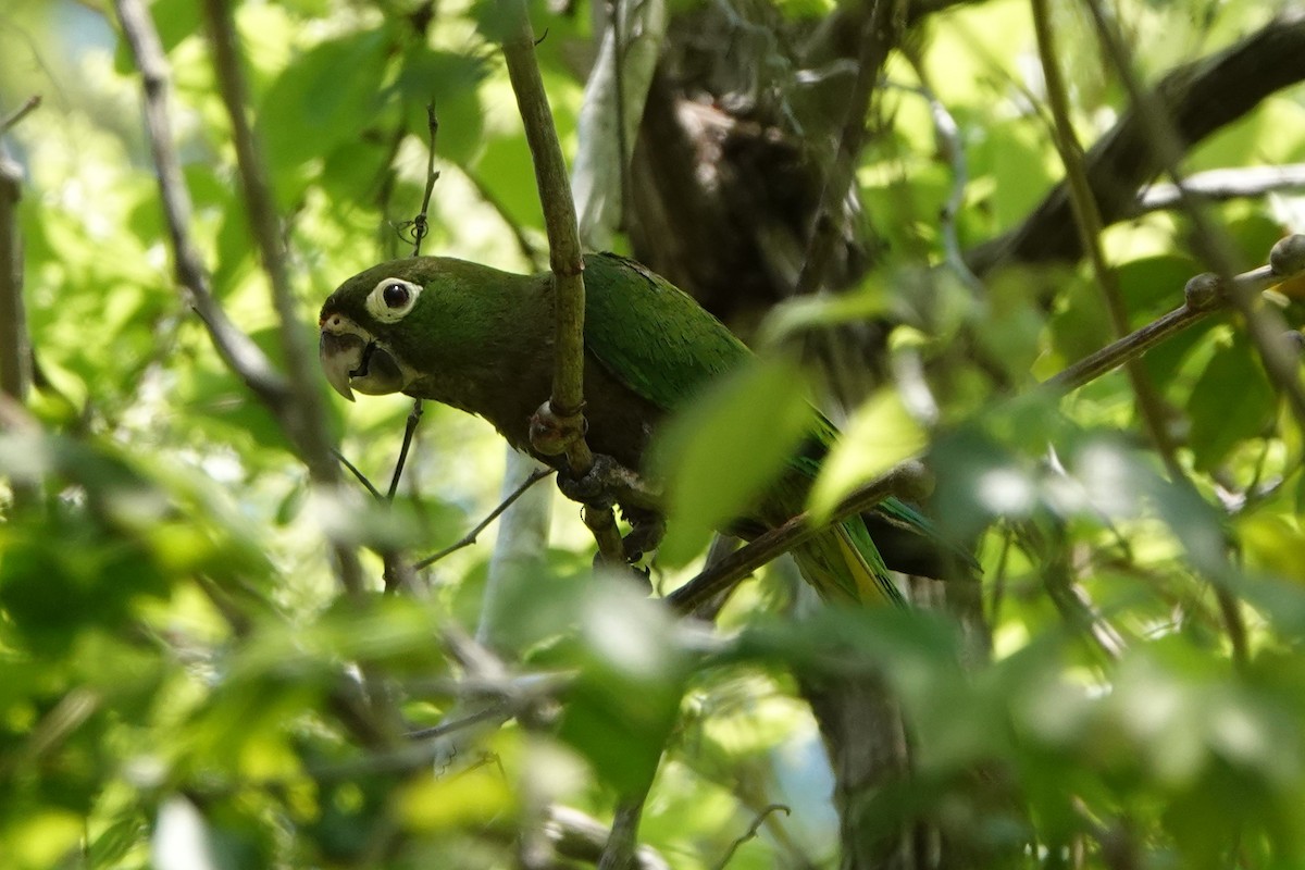 Olive-throated Parakeet - Brian Lockwood