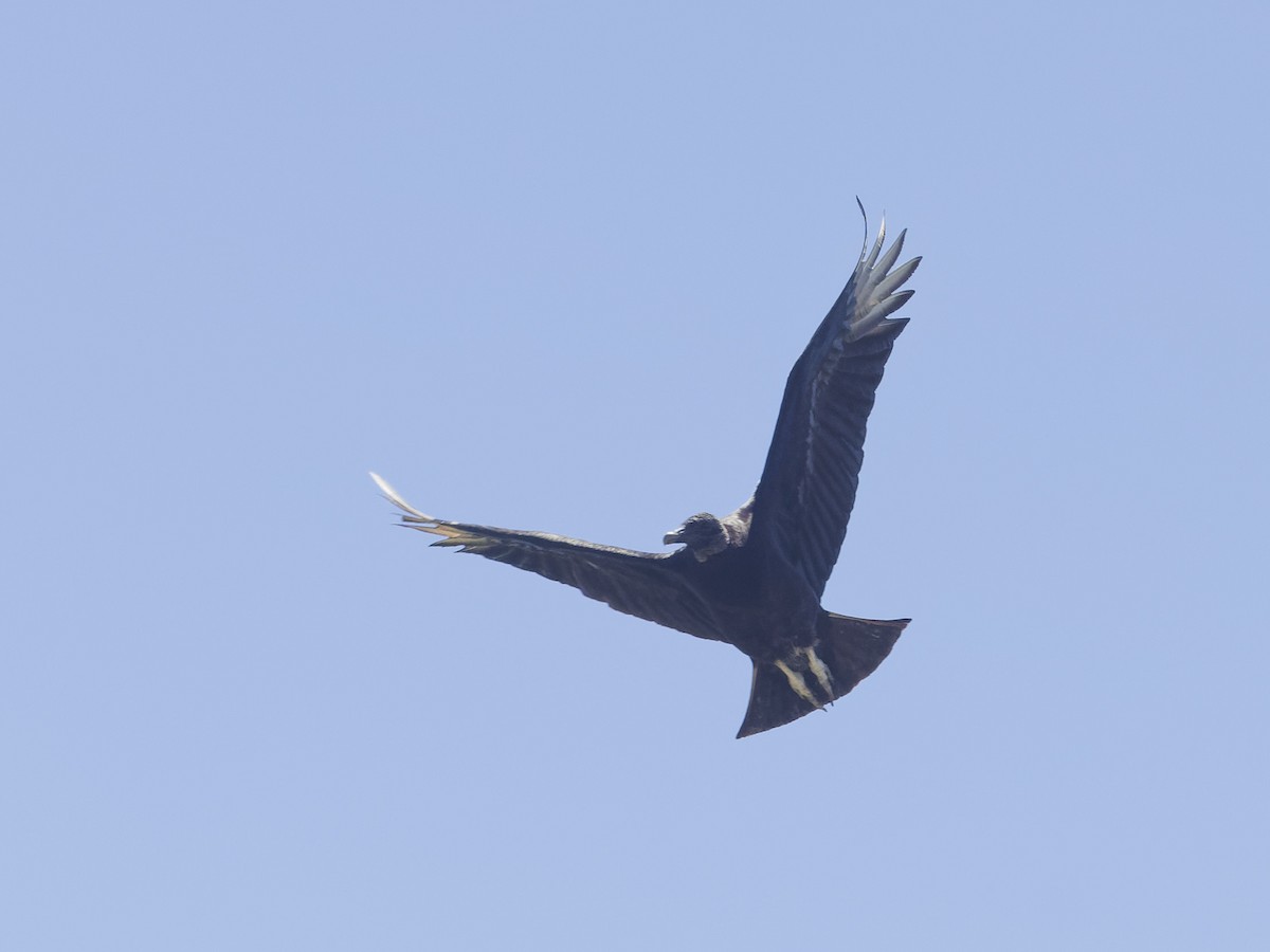 Black Vulture - ML618351043