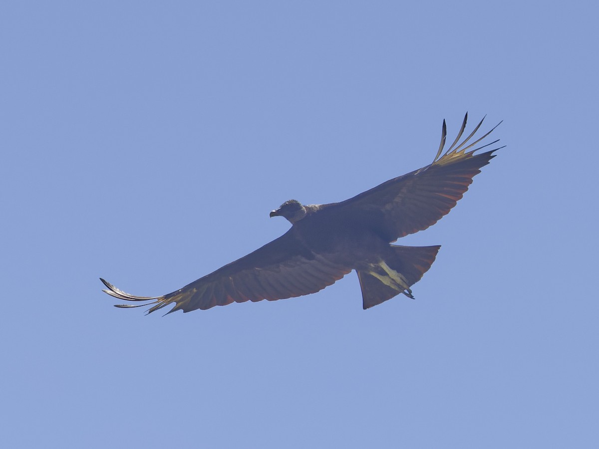 Black Vulture - ML618351044