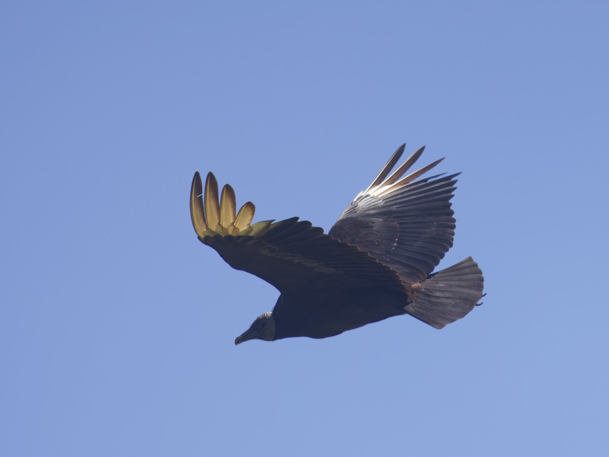 Black Vulture - ML618351045