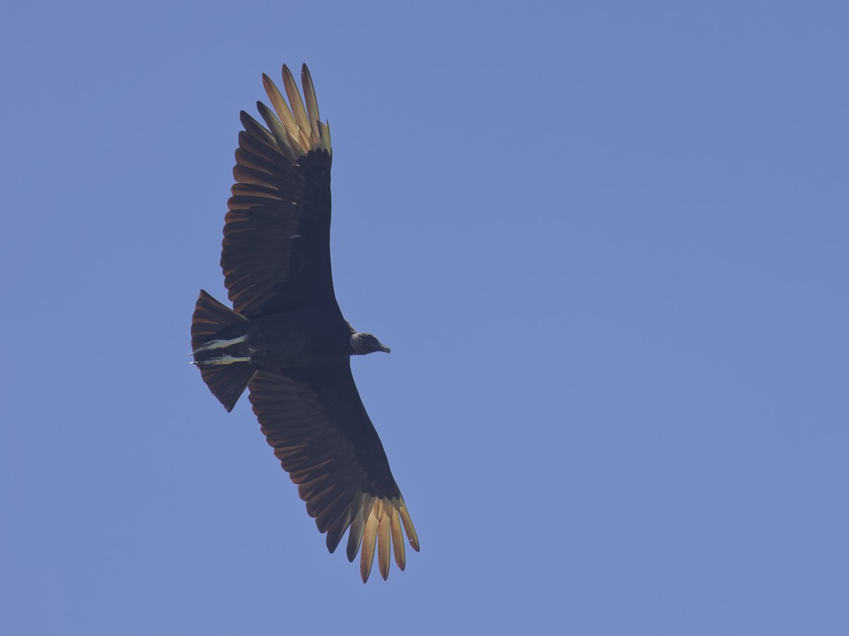 Black Vulture - ML618351046