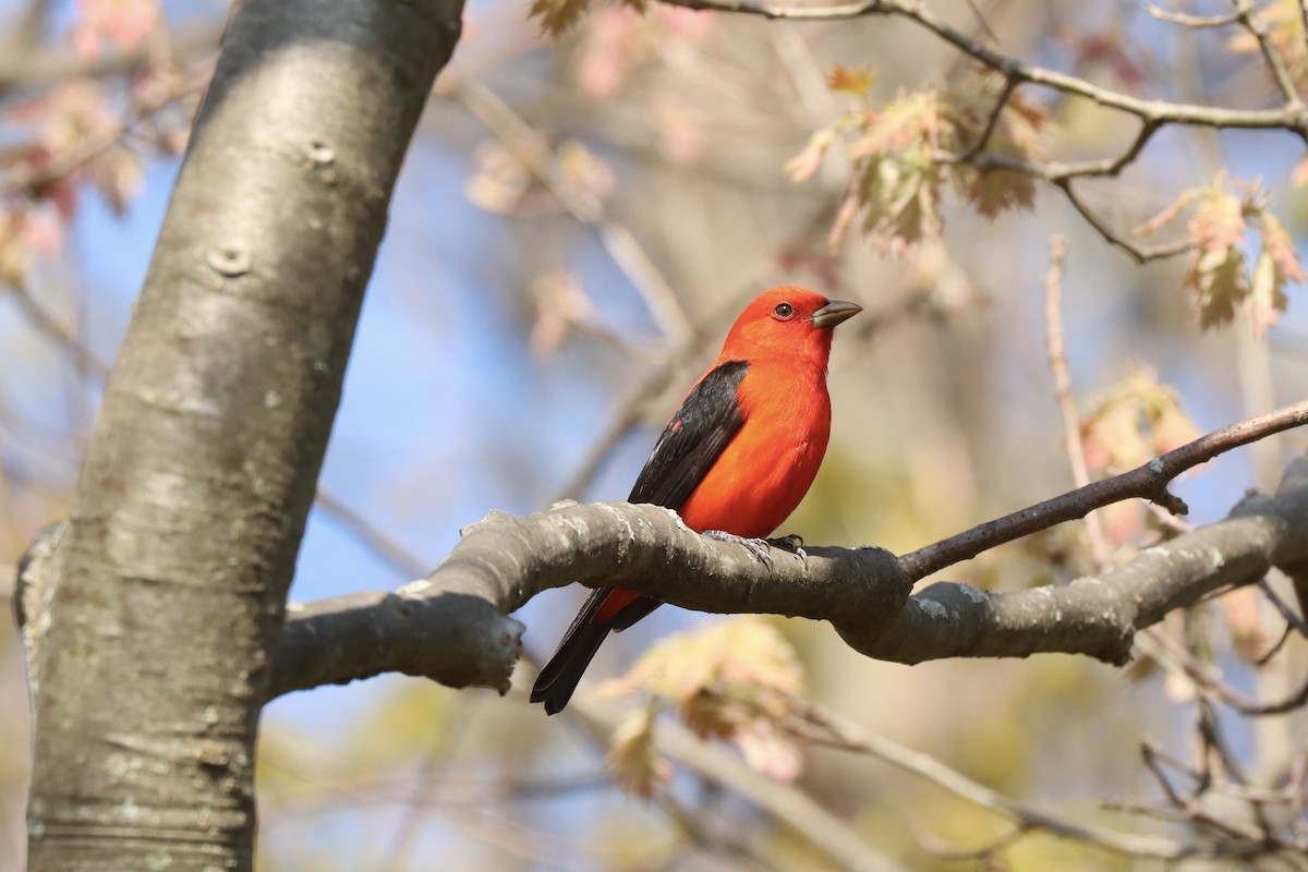 Scarlet Tanager - ML618351053