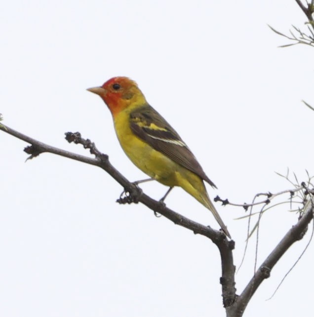 Western Tanager - ML618351056