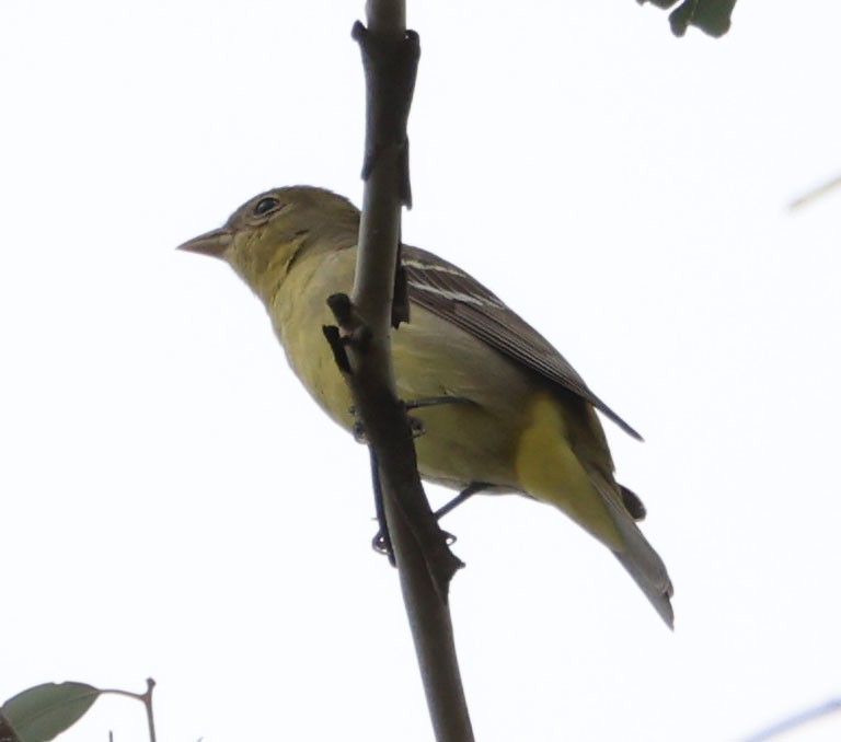 Western Tanager - ML618351057