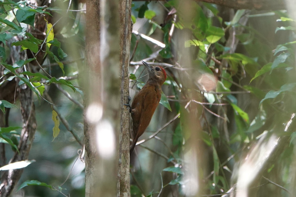 Smoky-brown Woodpecker - ML618351085