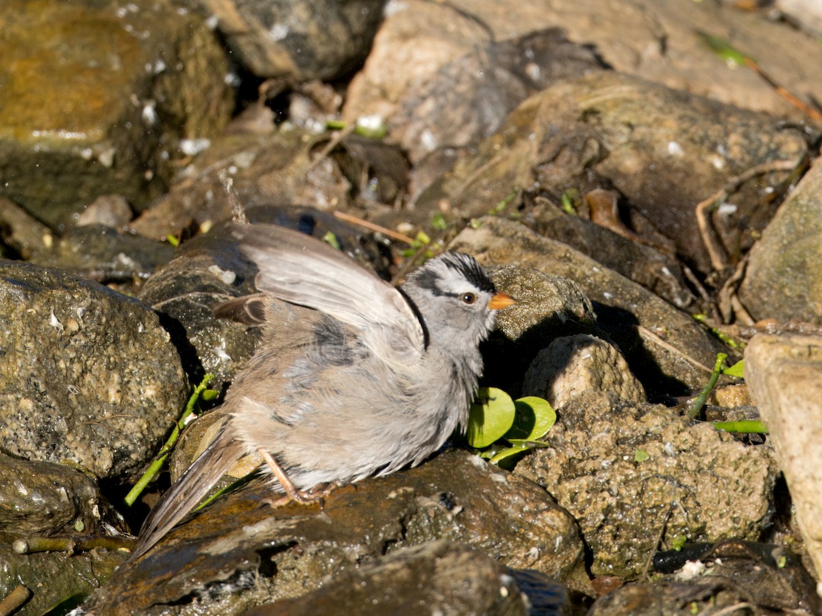 White-crowned Sparrow - ML618351129