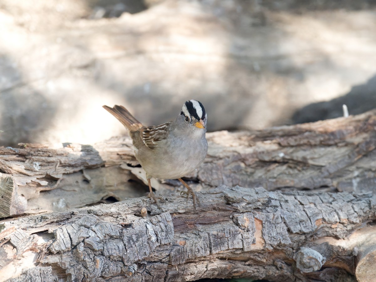 White-crowned Sparrow - ML618351132