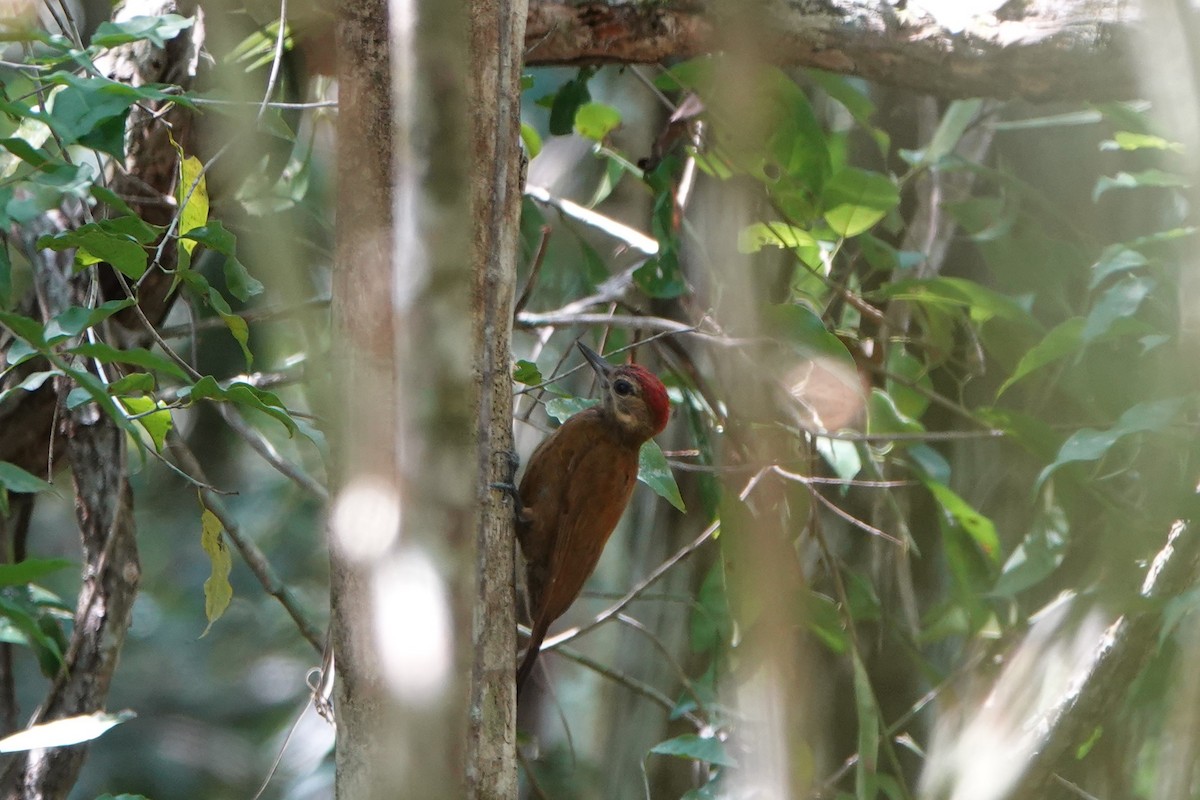 Smoky-brown Woodpecker - ML618351141