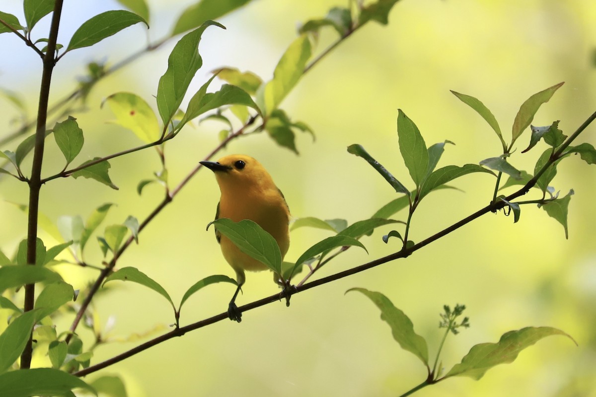 Prothonotary Warbler - ML618351146