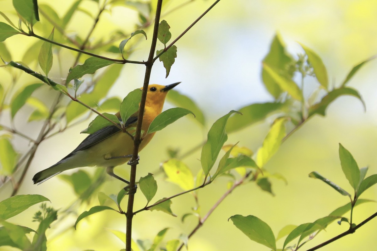 Prothonotary Warbler - ML618351147
