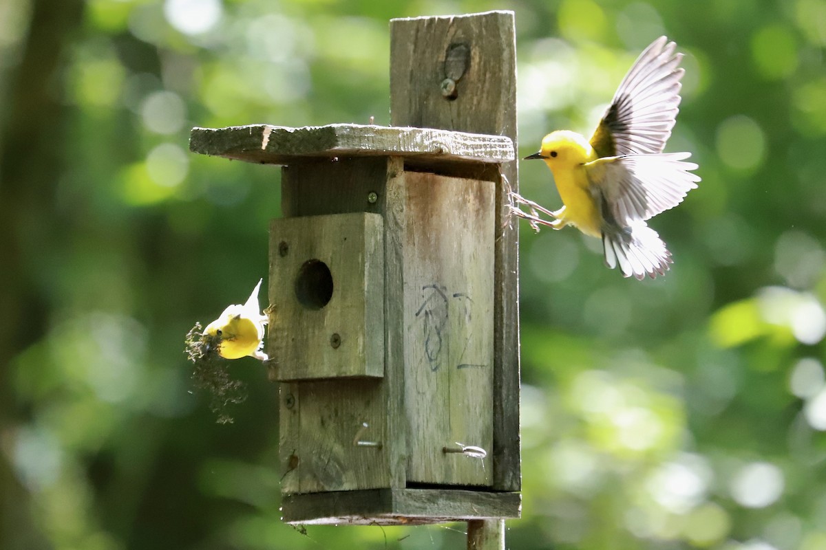 Prothonotary Warbler - ML618351150
