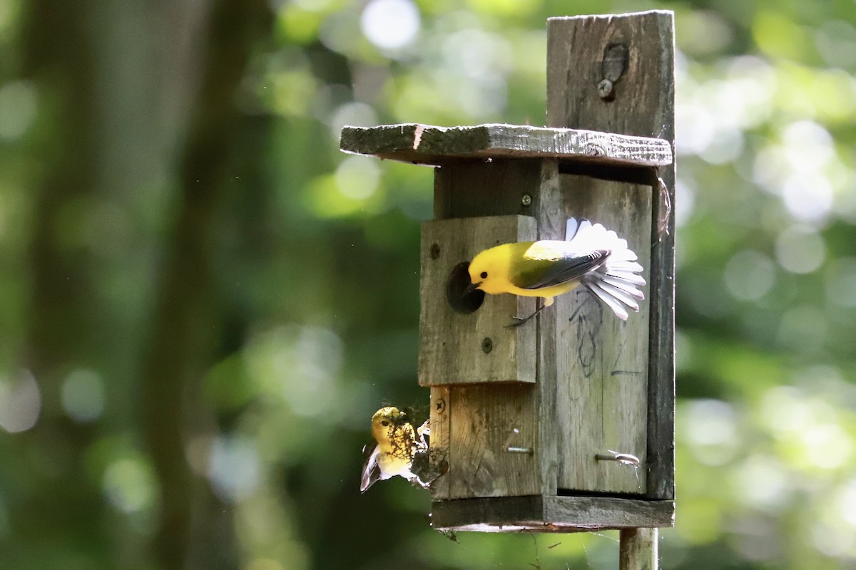 Prothonotary Warbler - ML618351151
