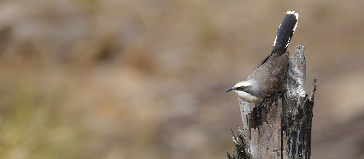Gray-crowned Babbler - ML618351168