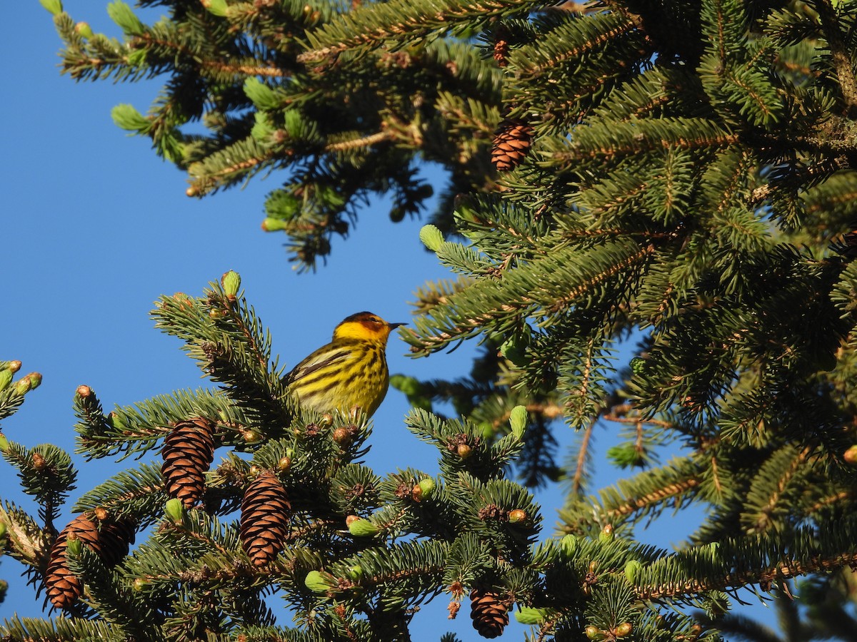 Cape May Warbler - ML618351186