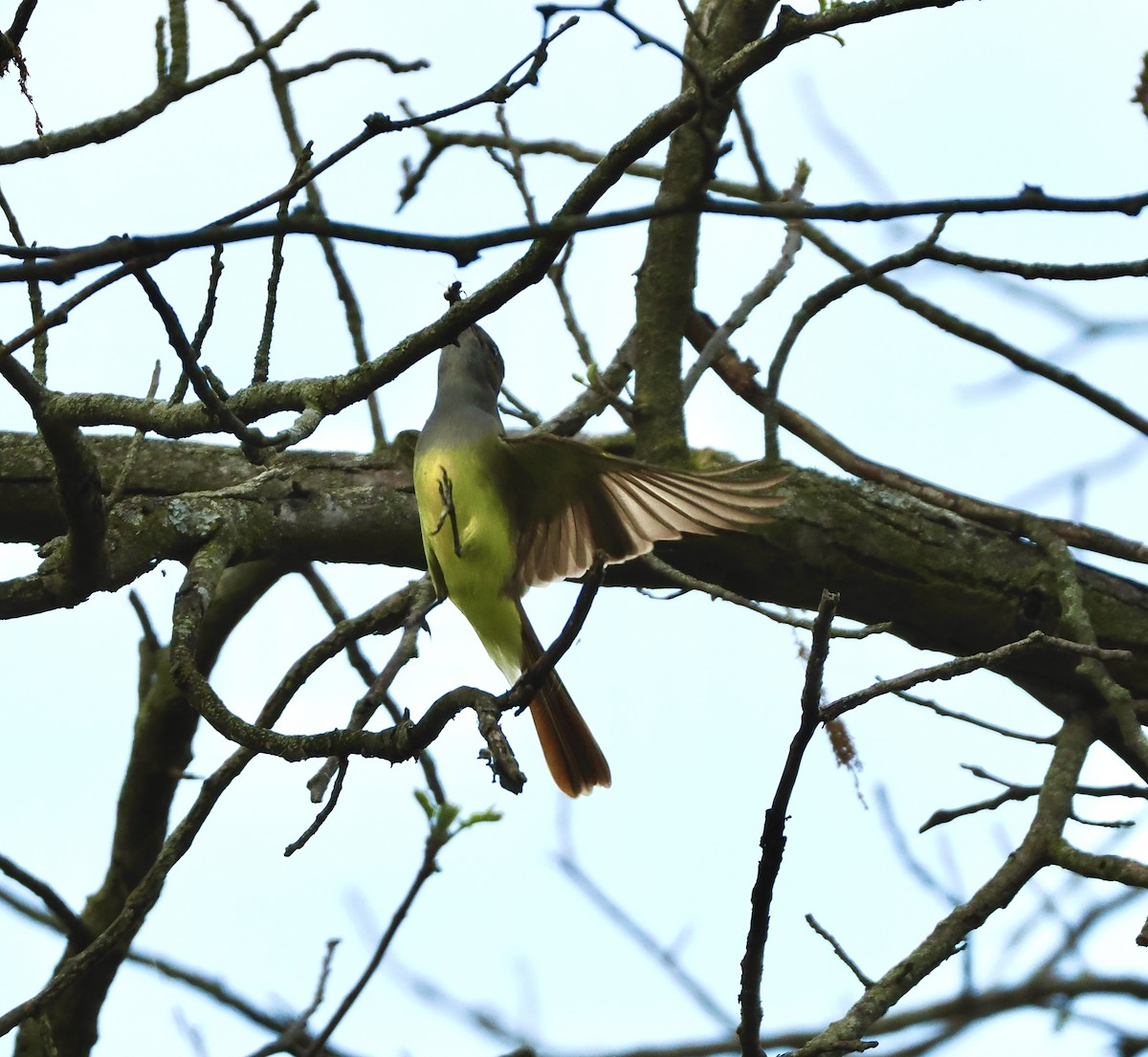 Great Crested Flycatcher - ML618351191