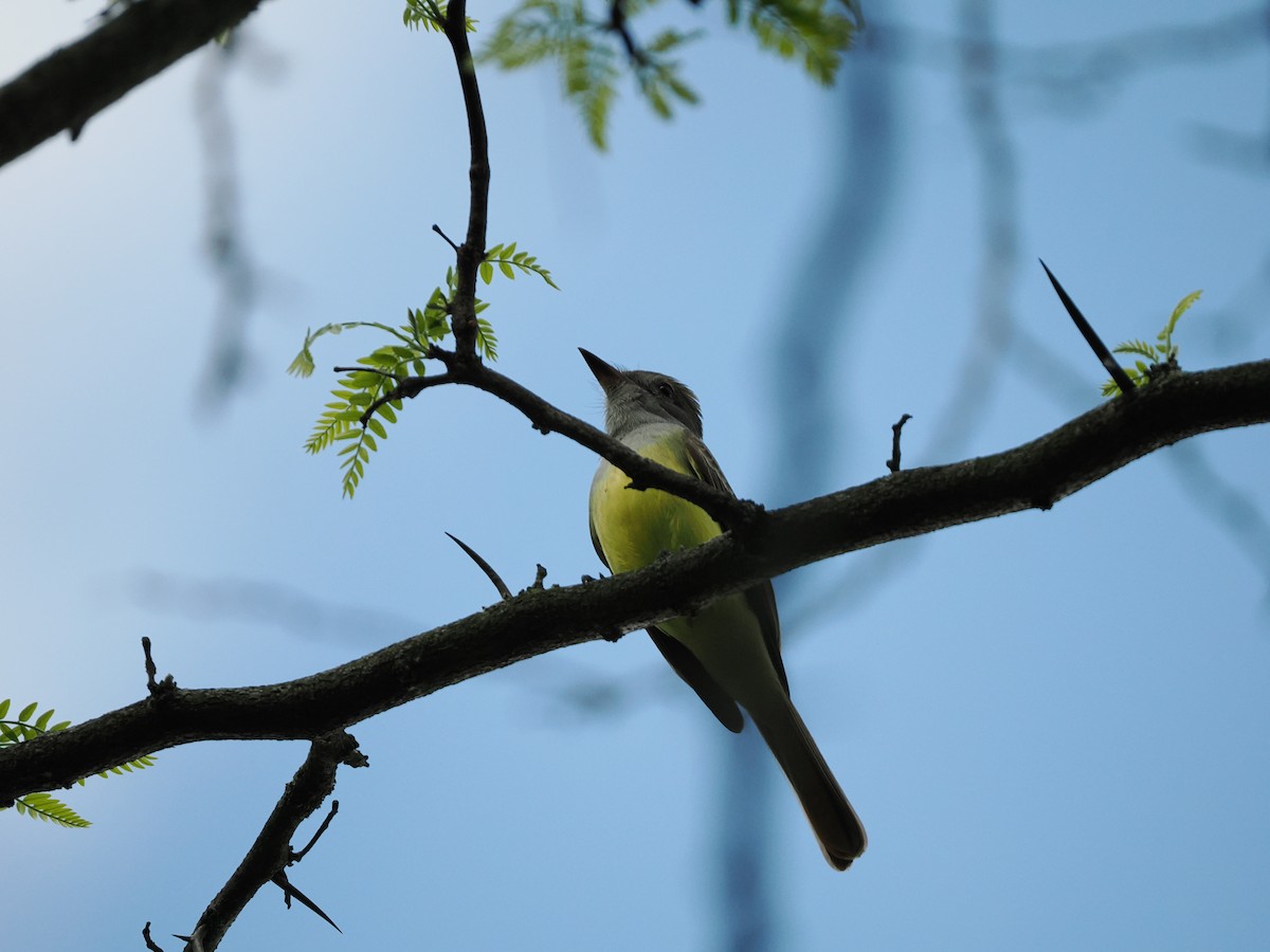 Great Crested Flycatcher - ML618351192