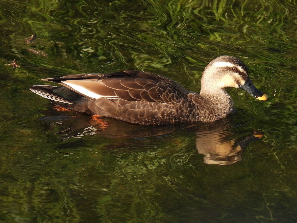 Eastern Spot-billed Duck - ML618351222