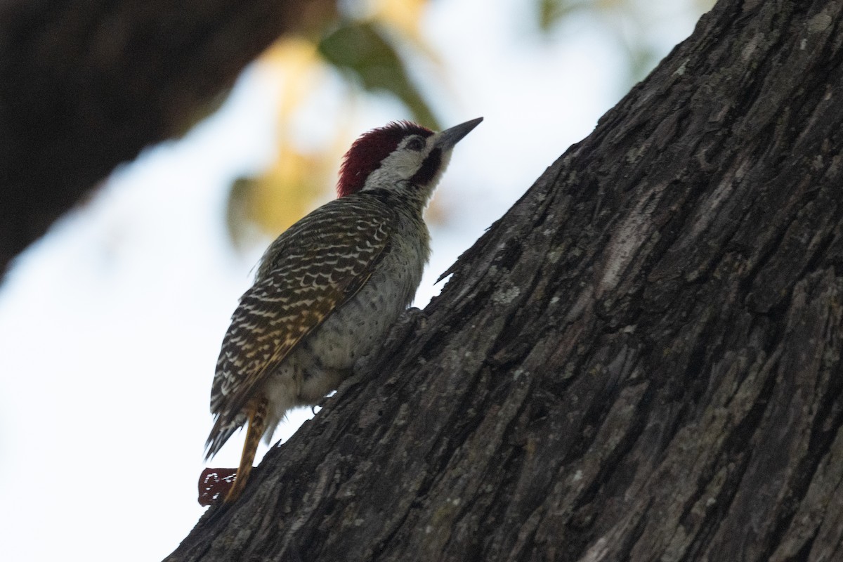 Bennett's Woodpecker - ML618351256