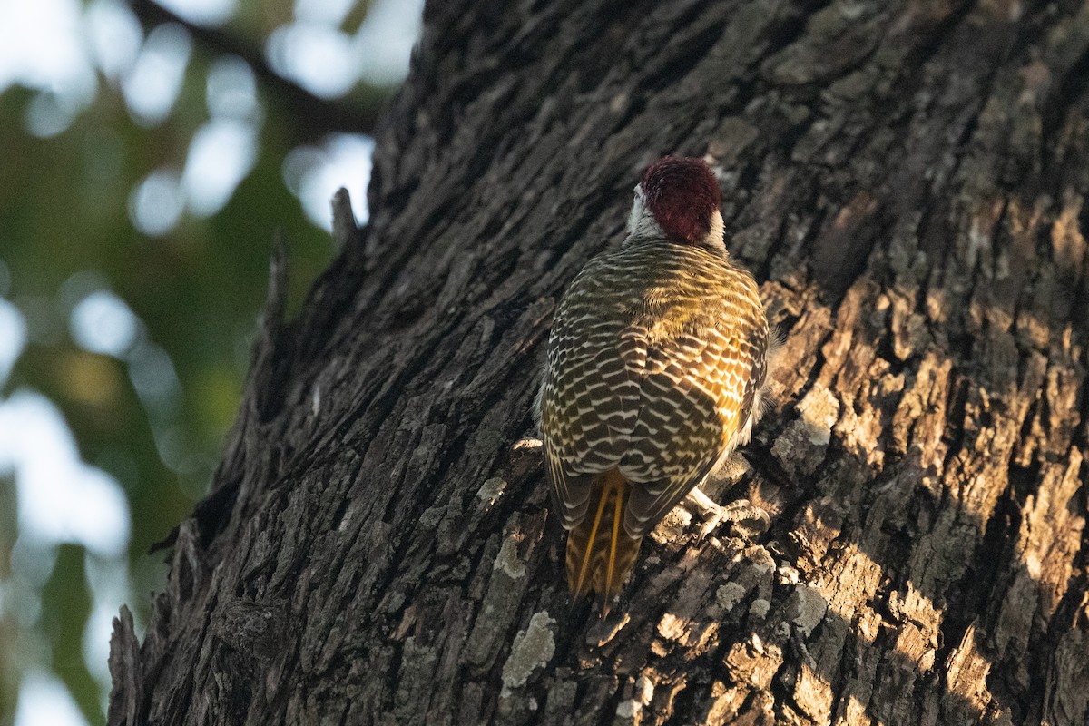 Bennett's Woodpecker - ML618351257