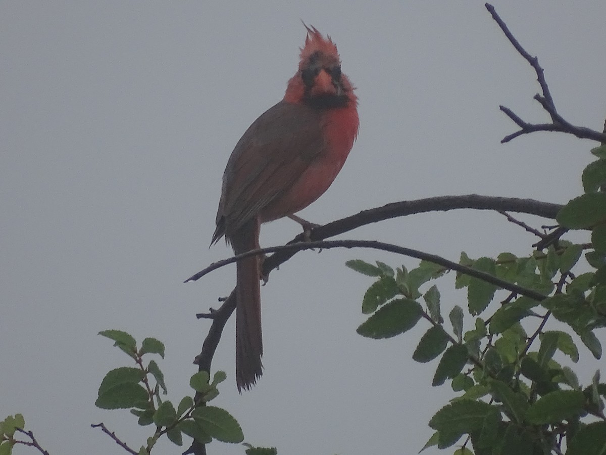Northern Cardinal - Baylor Cashen