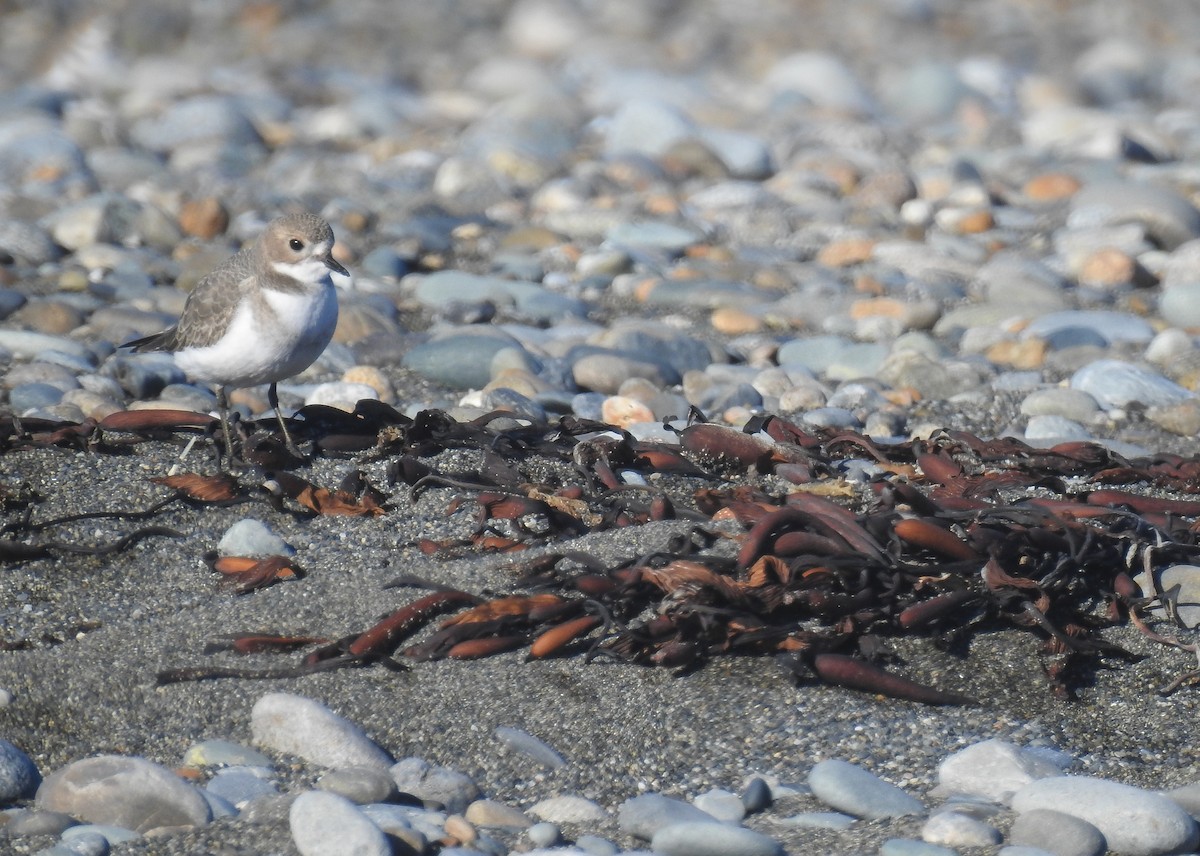 Two-banded Plover - ML618351264