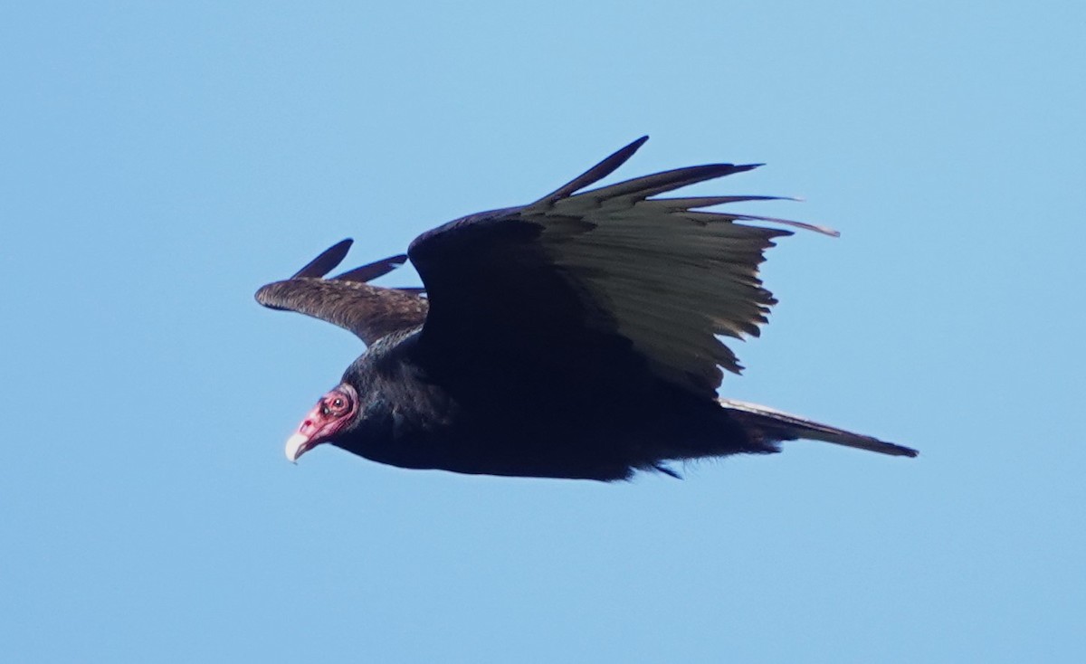 Turkey Vulture - ML618351268