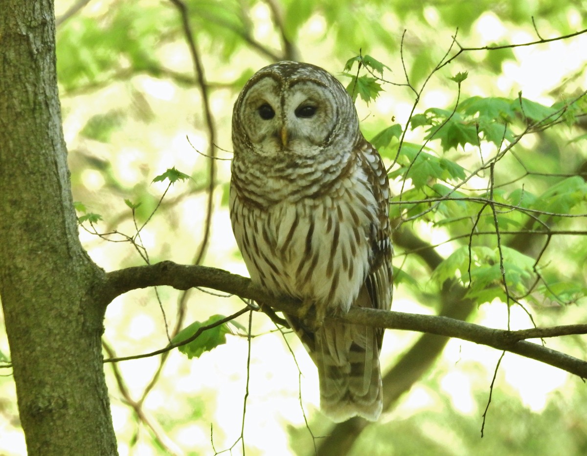 Barred Owl - ML618351269