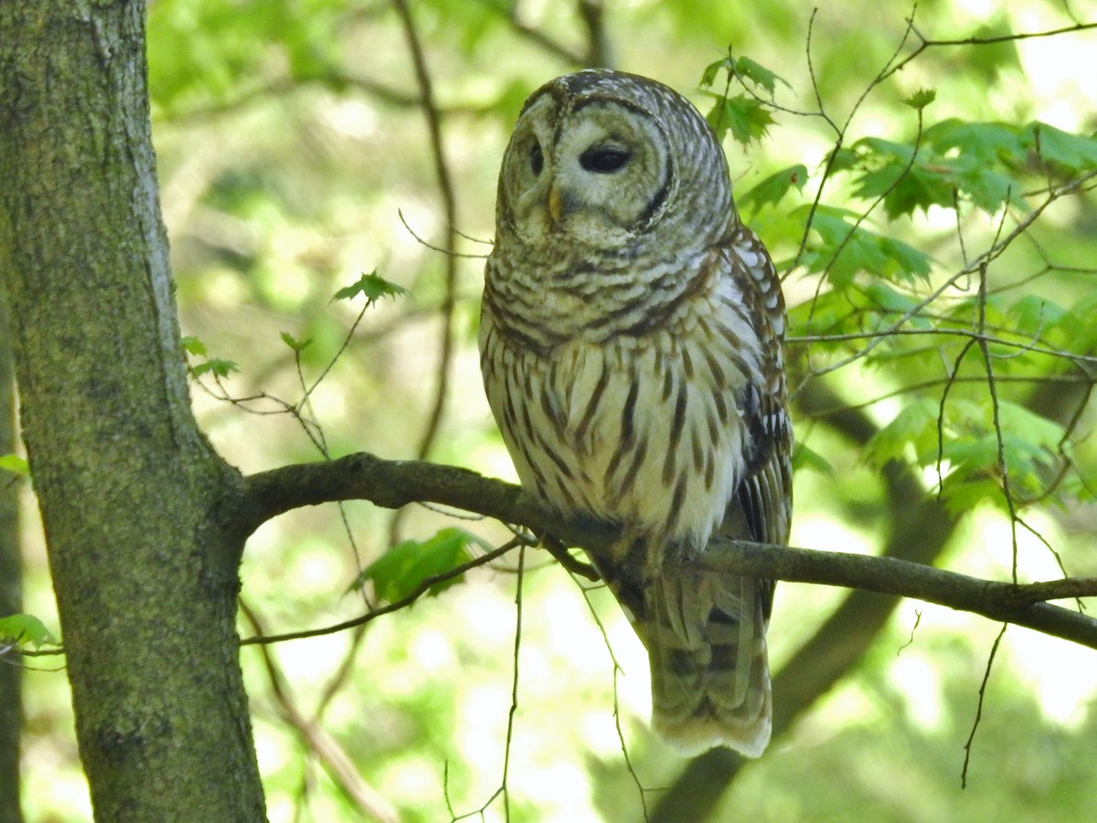 Barred Owl - ML618351270