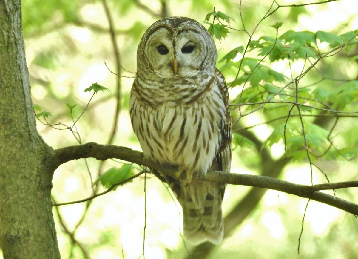 Barred Owl - ML618351271