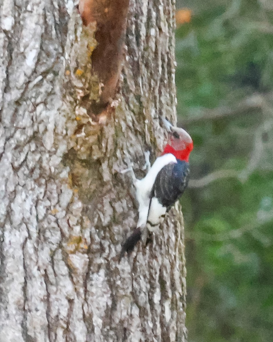 Red-headed Woodpecker - ML618351272